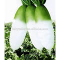 High Yield Vegetable Seeds Big White Red Green Radish Seed For Sale